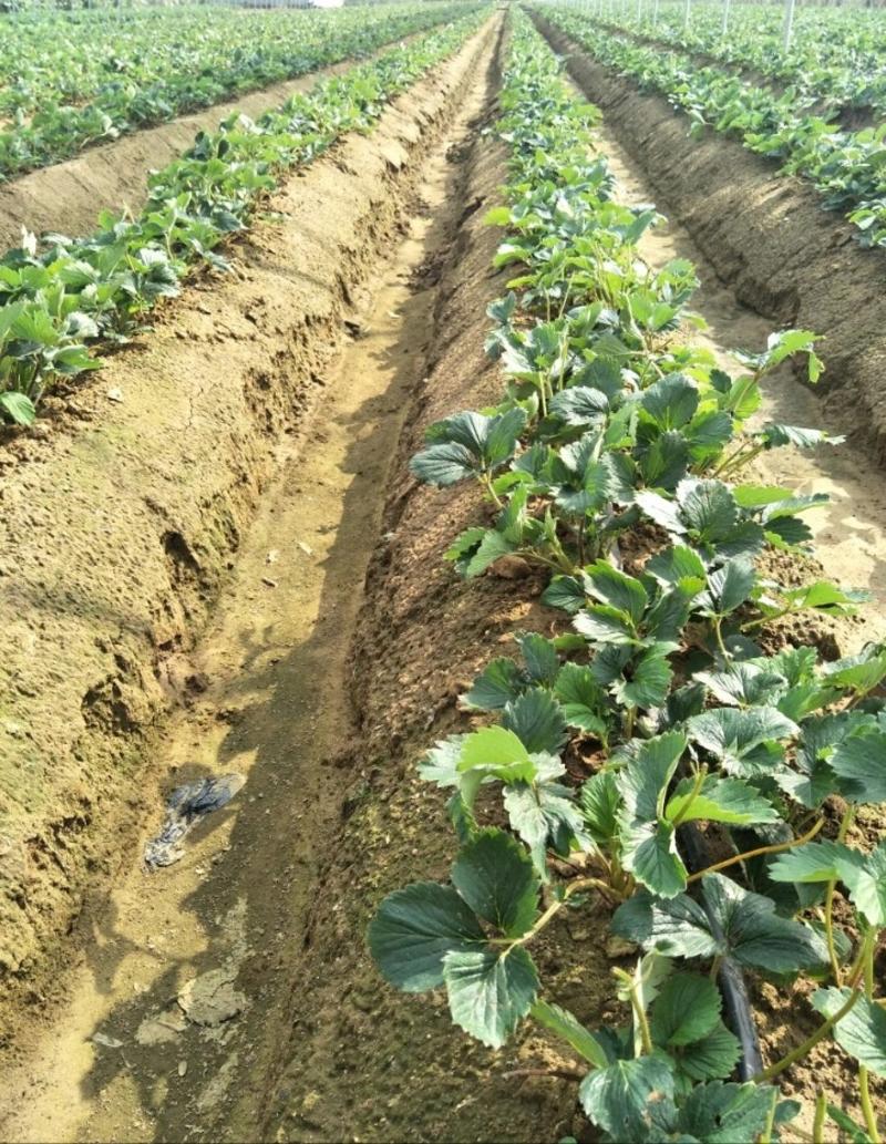 精选法兰地草莓苗自家苗圃育苗26年保证质量保湿发货