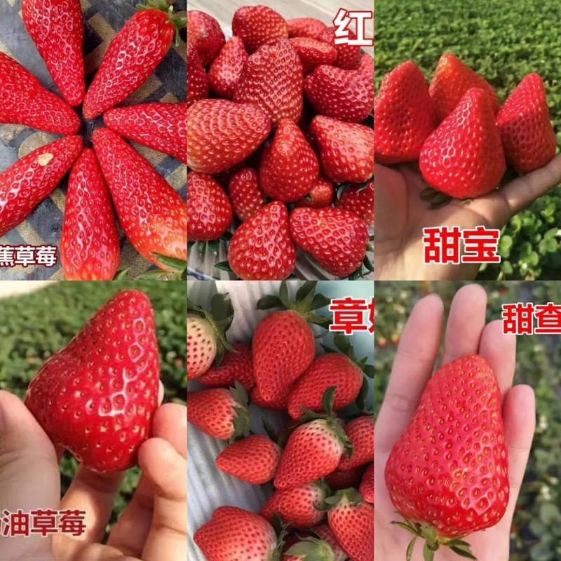 精选奶油草莓苗自家苗圃育苗26年保证质量保湿发货