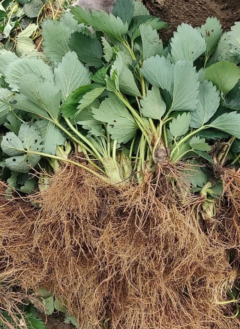 精选奶油草莓苗自家苗圃育苗26年保证质量保湿发货