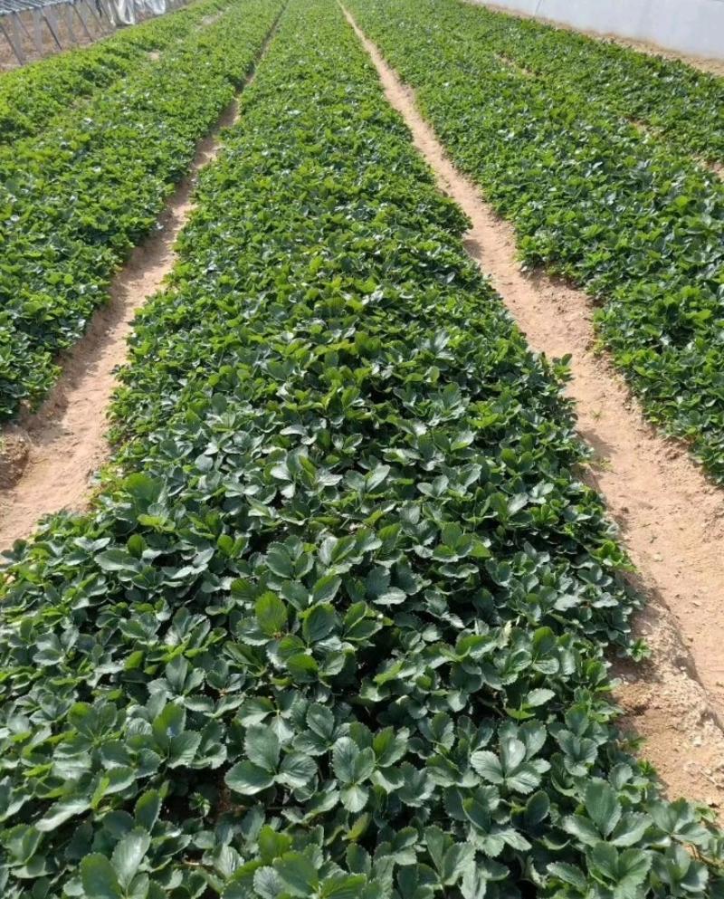 精选法兰地草莓苗自家苗圃育苗26年保证质量保湿发货