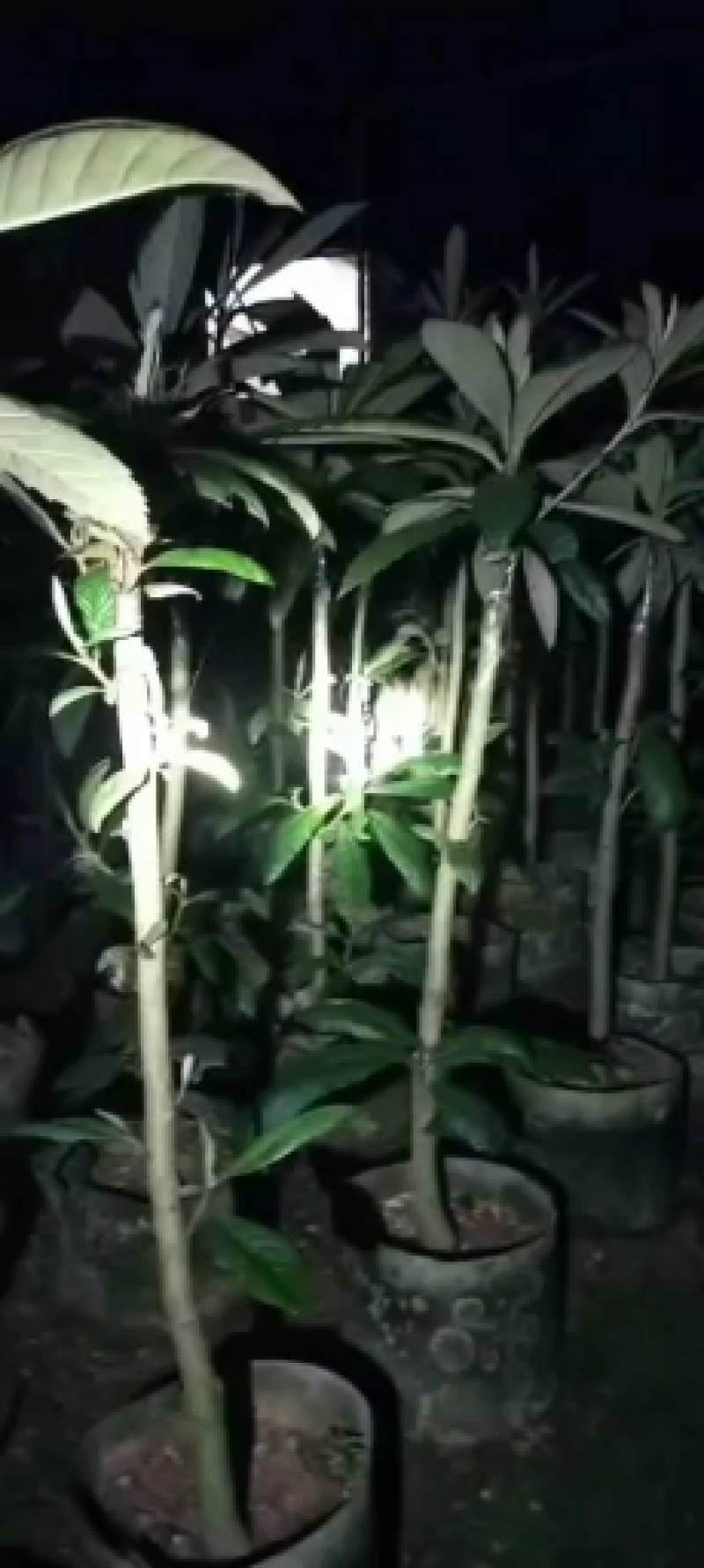 枇杷苗，小中大杯，白袋树苗