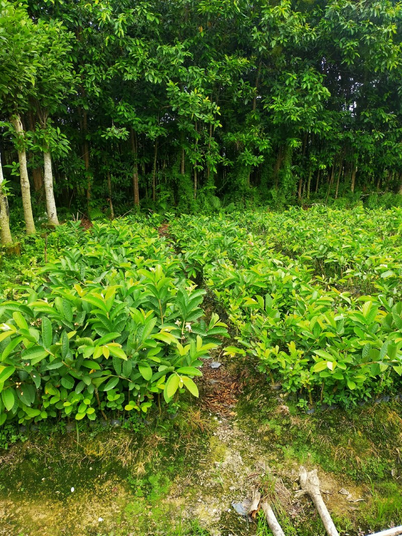 番石榴芭乐苗，小中大杯，