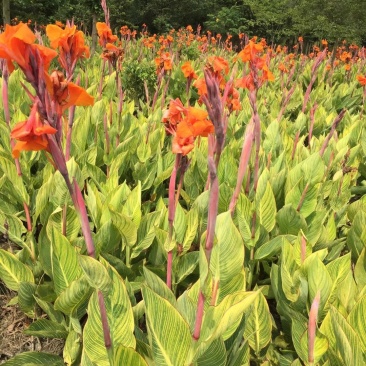 苗圃直供花叶美人蕉自家货基地直销一手货源视频看货