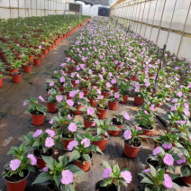 风仙花（一年四季都好养）
