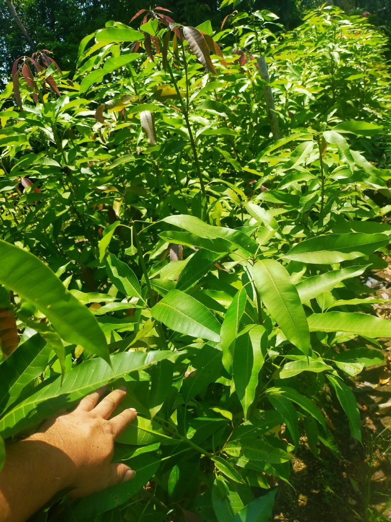 芒果苗，小中大杯，白袋苗
