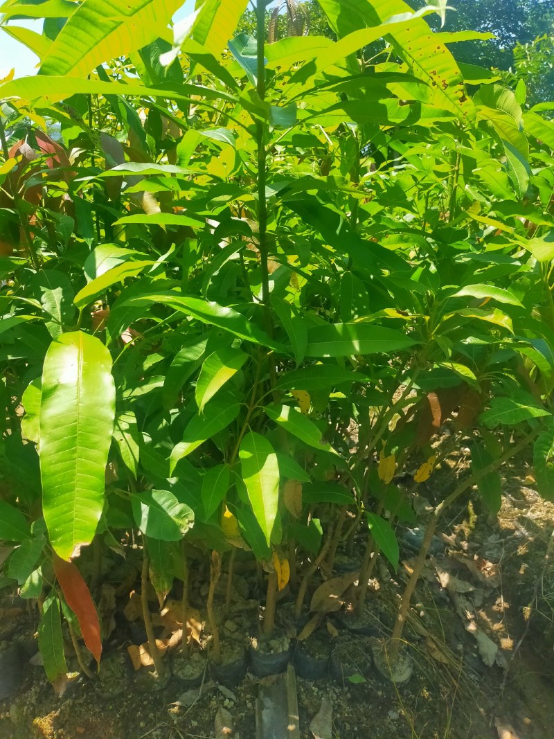 芒果苗，小中大杯，白袋苗