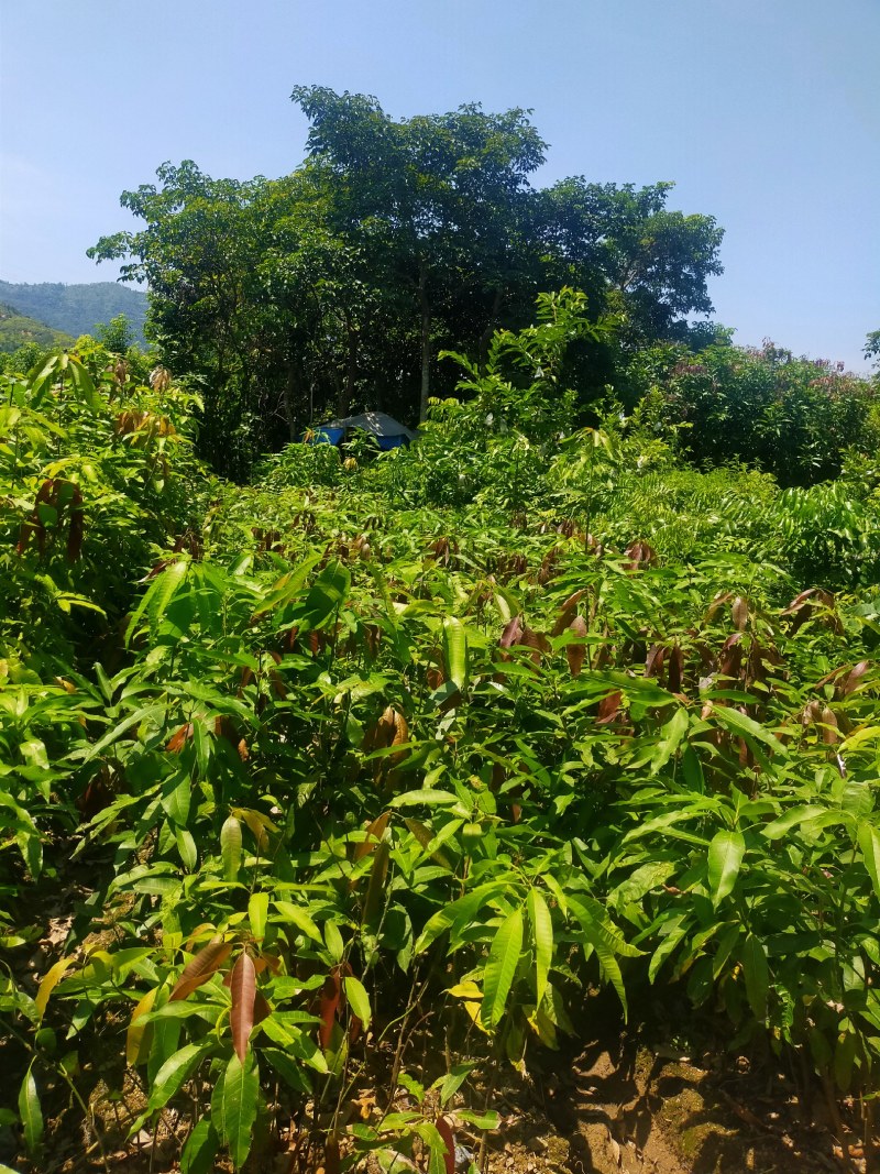 芒果苗，小中大杯，白袋苗