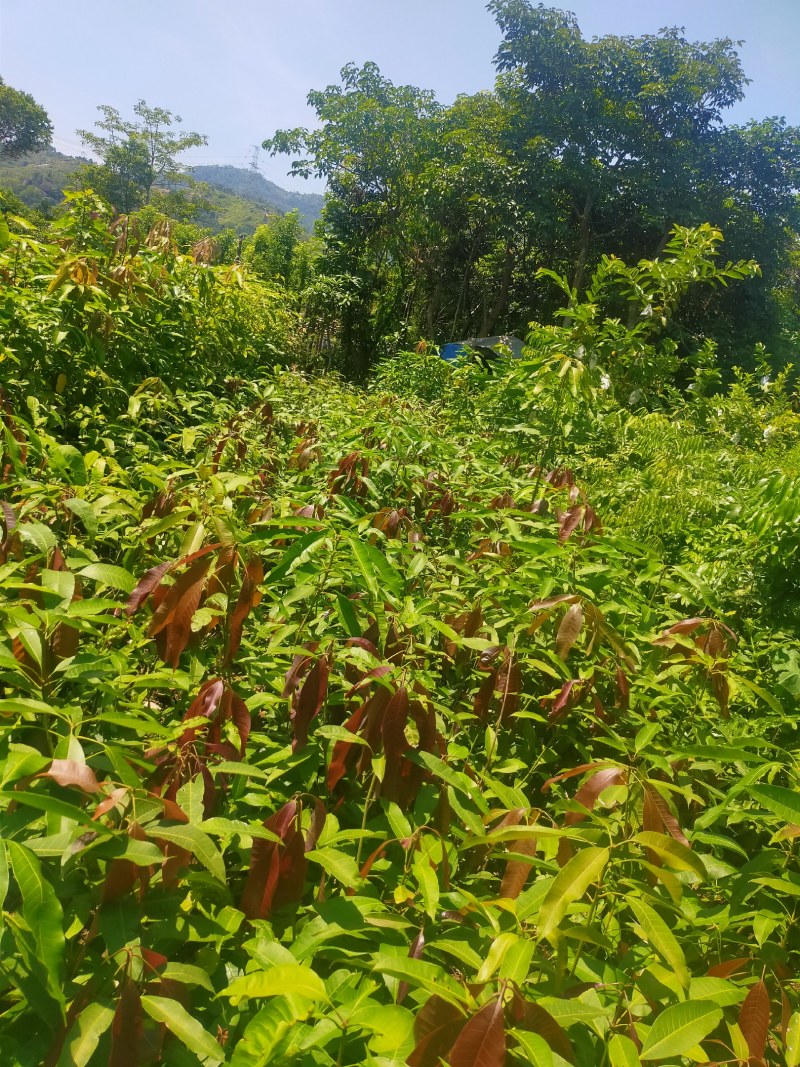 芒果苗，小中大杯，白袋苗