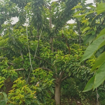 樱桃树，梅早，先锋，等。