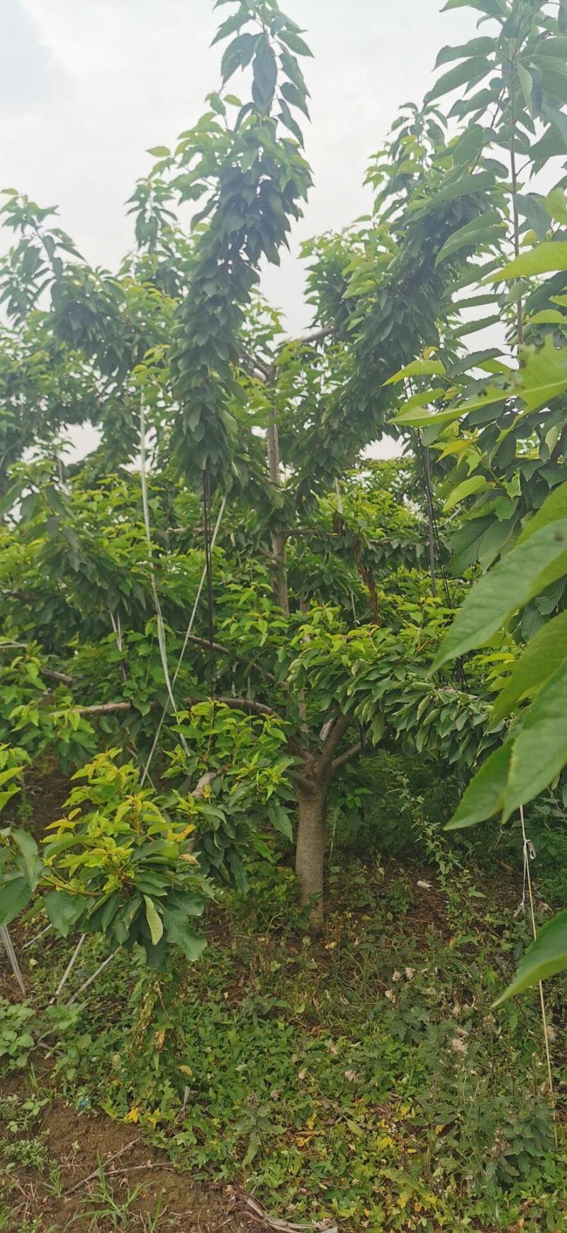 樱桃树，梅早，先锋，等。