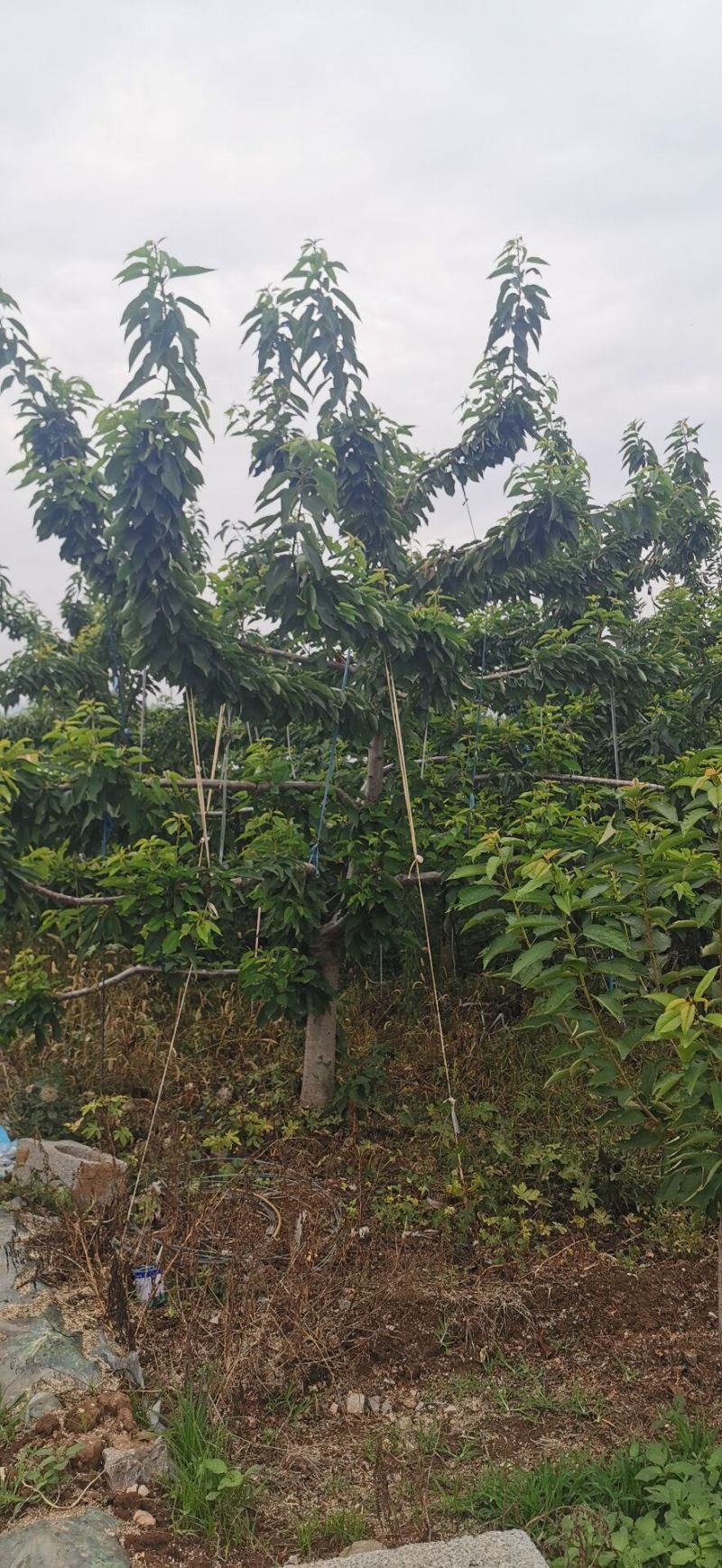 樱桃树，梅早，先锋，等。