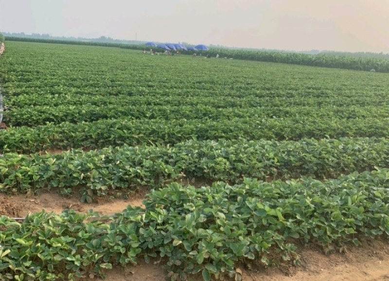 鸿通草莓苗基地。法兰帝适合广西南方种植品种根系发达包成活