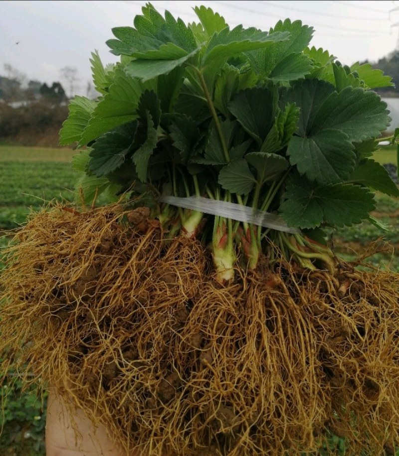 鸿通草莓苗基地。法兰帝适合广西南方种植品种根系发达包成活