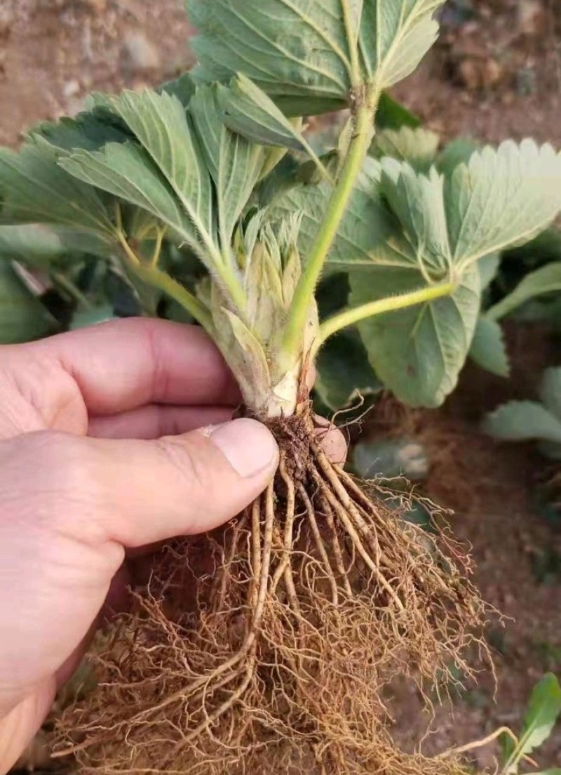 鸿通草莓苗基地。法兰帝适合广西南方种植品种根系发达包成活