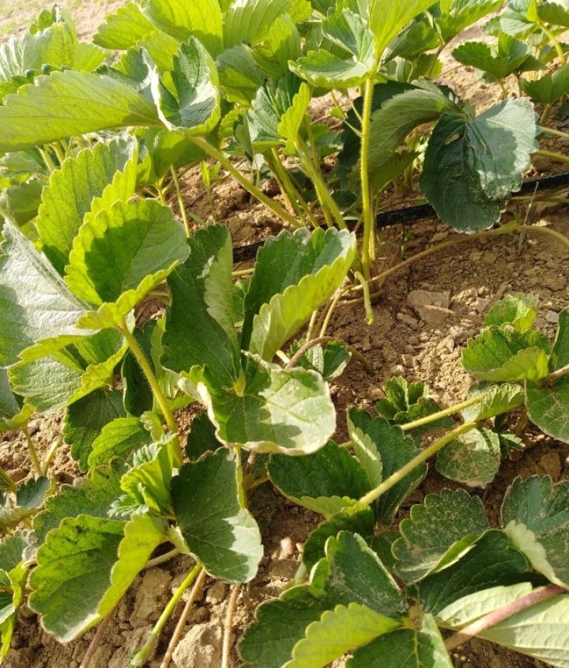 鸿通草莓苗基地。法兰帝适合广西南方种植品种根系发达包成活