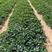 鸿通草莓苗基地。法兰帝适合广西南方种植品种根系发达包成活