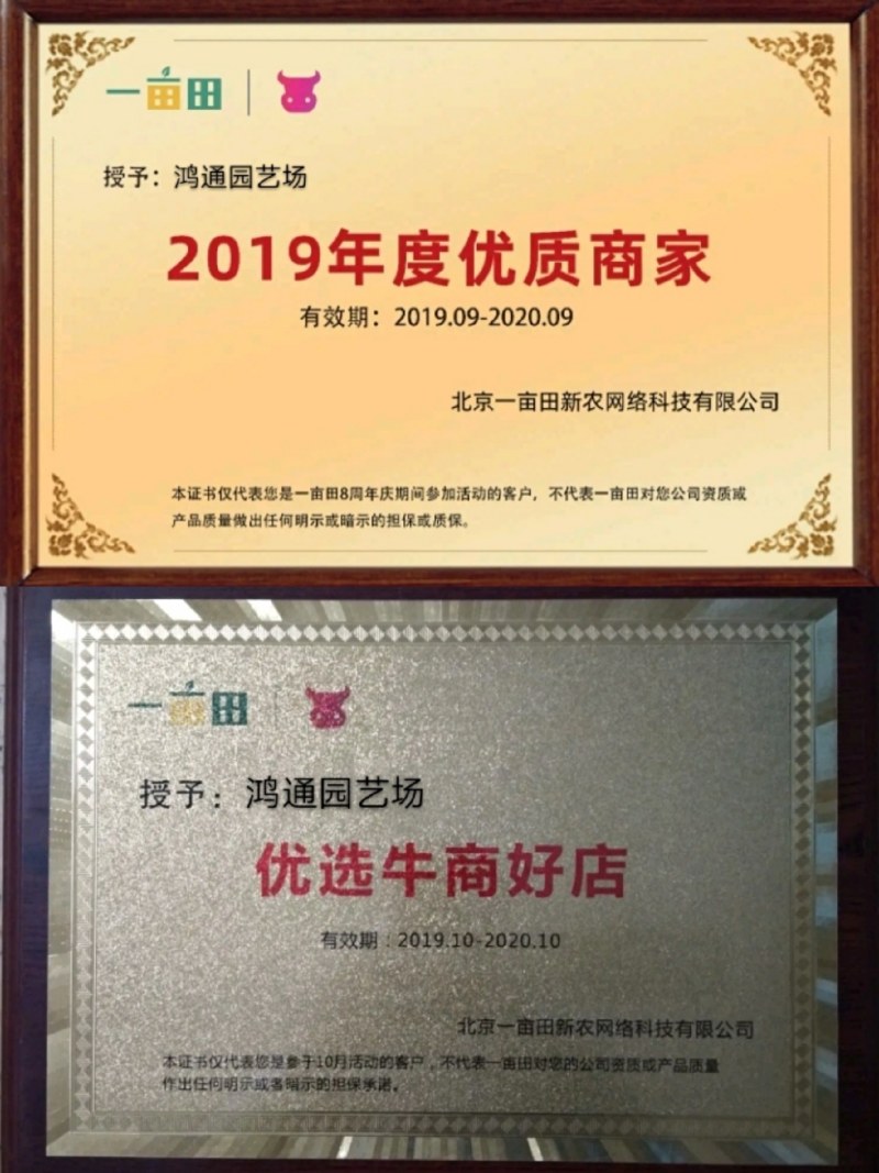 鸿通草莓苗基地。法兰帝适合广西南方种植品种根系发达包成活
