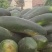 养殖冬瓜大量有货，需要的速速联系