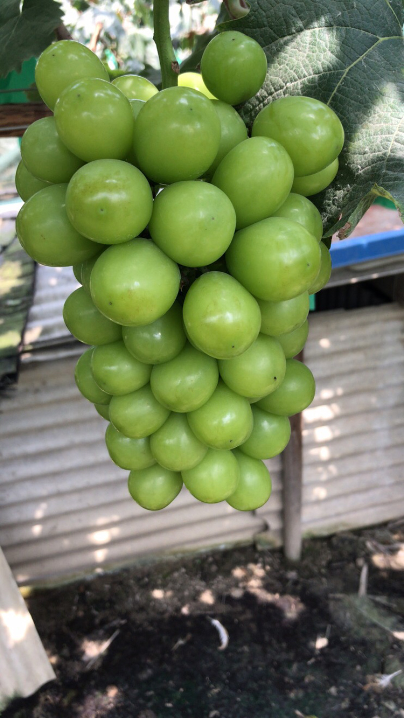 阳光玫瑰阳光玫瑰阳光玫瑰阳光玫瑰阳光玫瑰