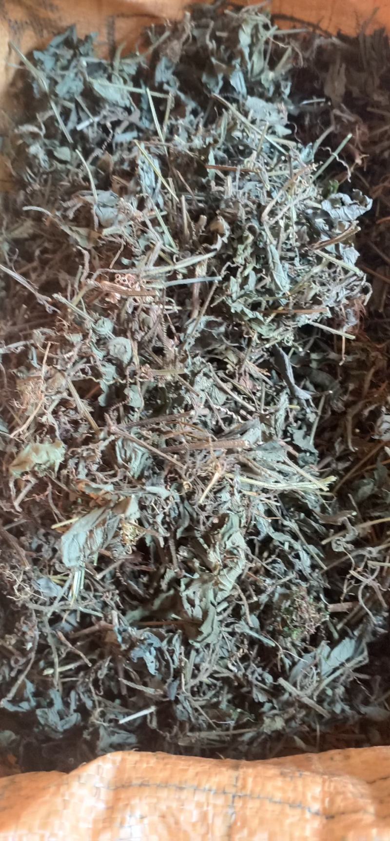 广西金秀大瑶山土特产绞股蓝