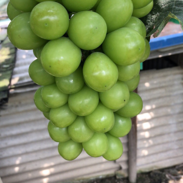 阳光玫瑰阳光玫瑰阳光玫瑰阳光玫瑰阳光玫瑰