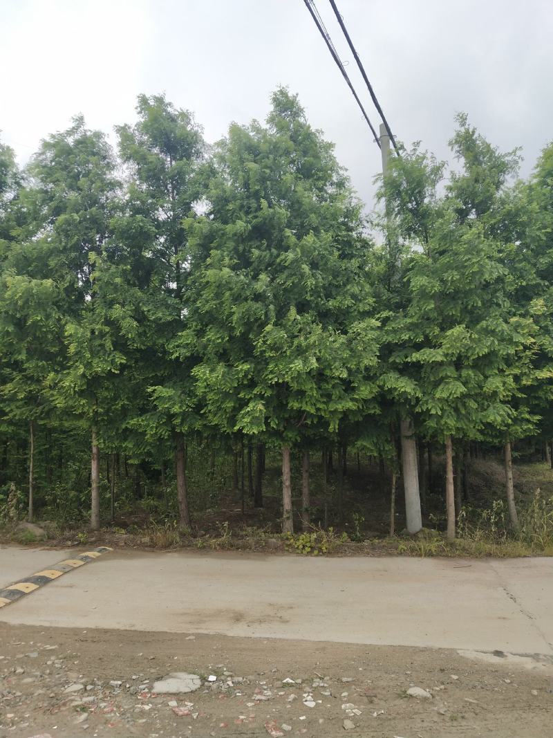 水杉（8-20公分）各种规格水杉
