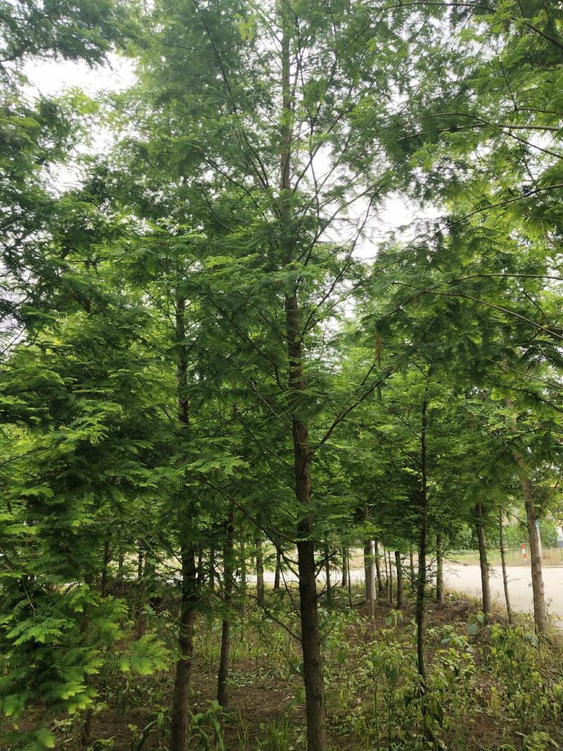 水杉（8-20公分）各种规格水杉