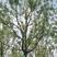 湖南大叶香樟，8~12公分全冠香樟，高度6米，冠幅