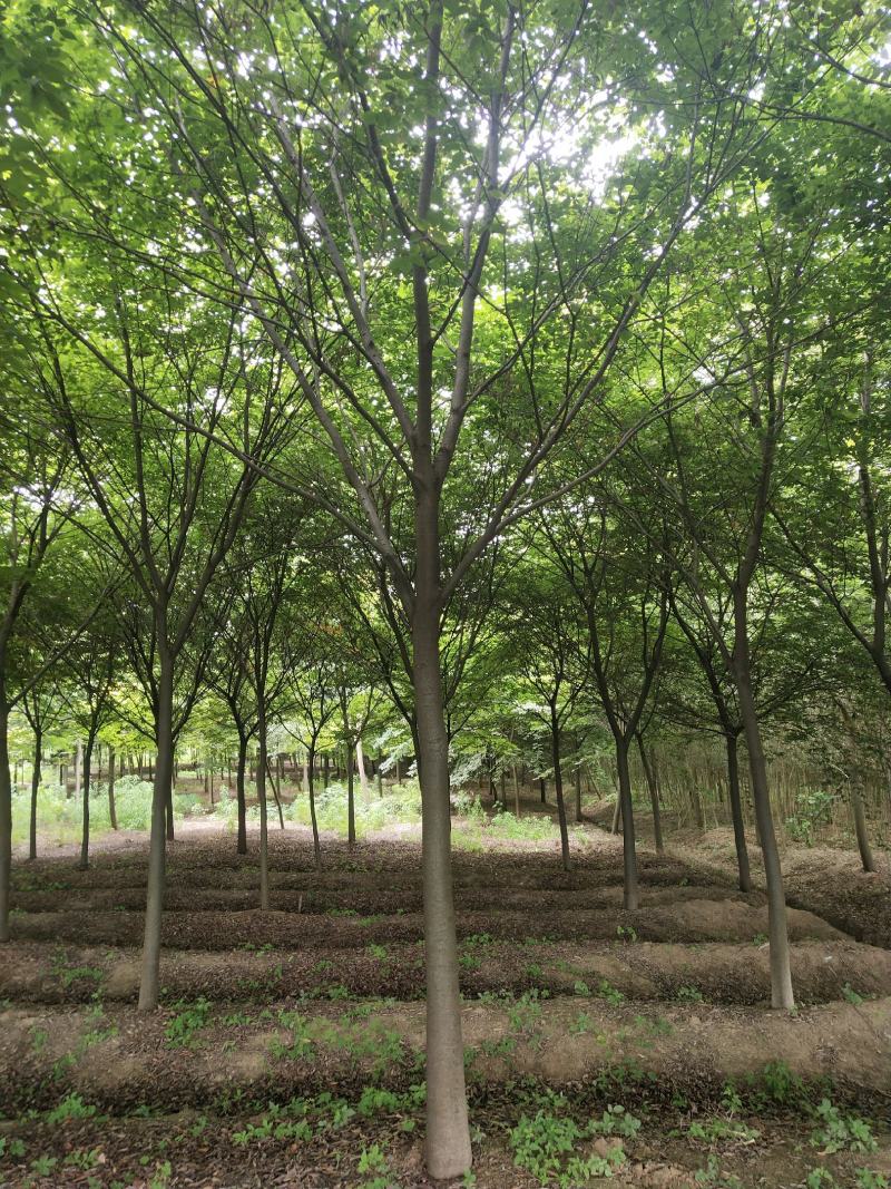 榉树（12-18公分）各种规格榉树