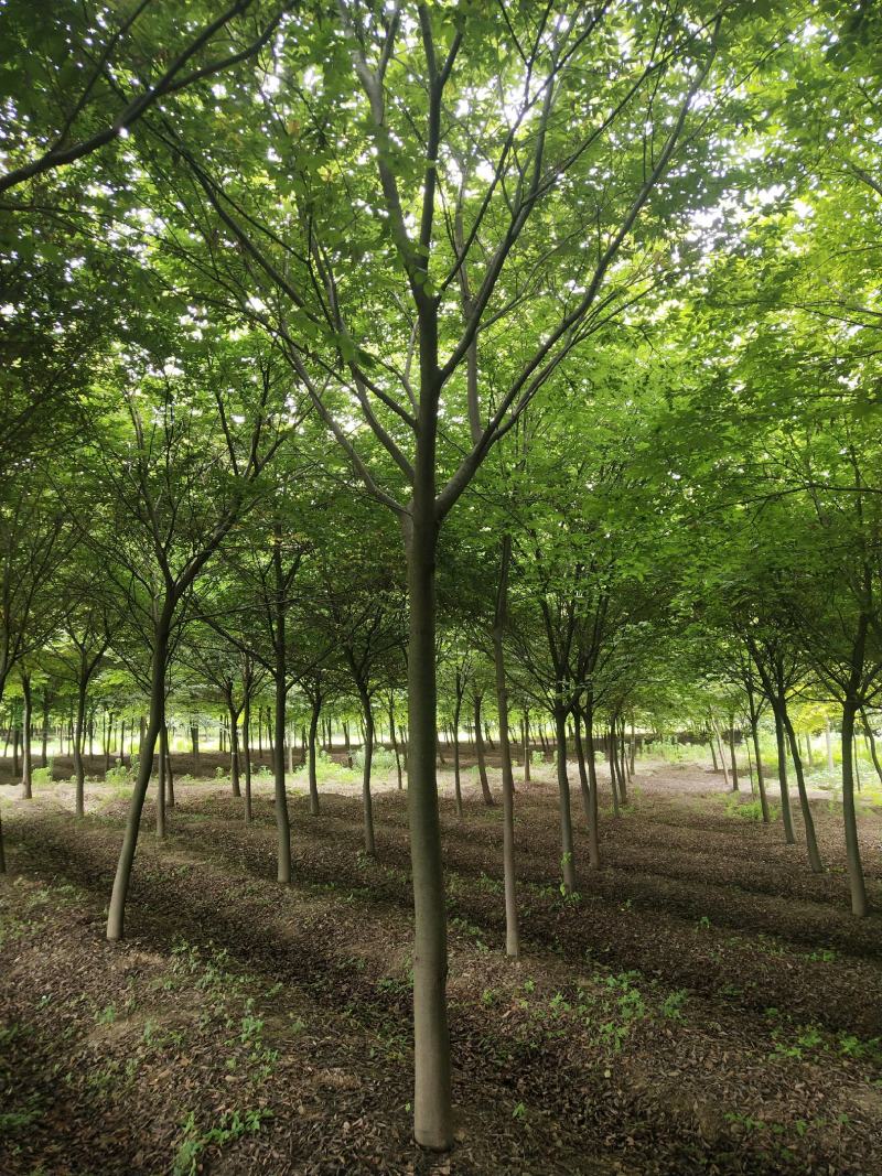 榉树（12-18公分）各种规格榉树