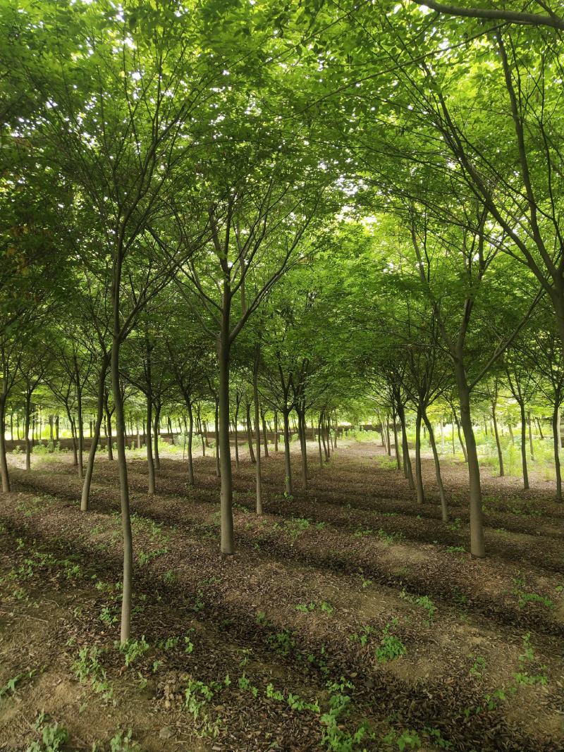 榉树（12-18公分）各种规格榉树