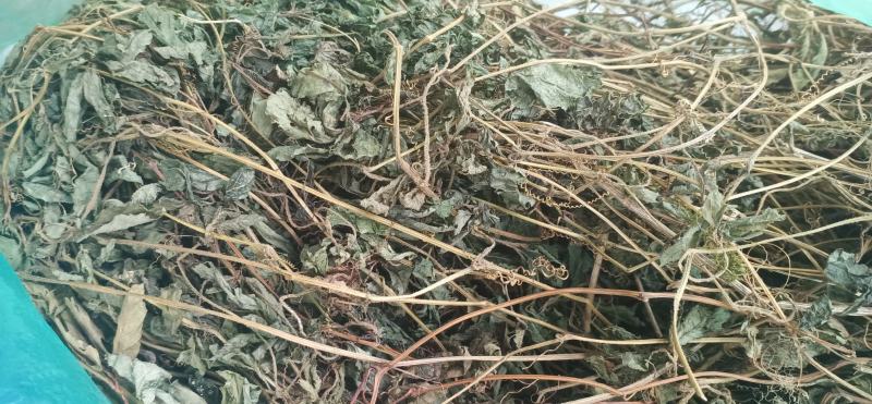 金秀大瑶山土特产绞股蓝茶