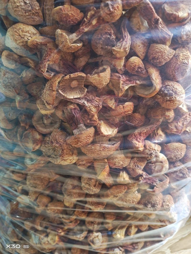 广西金秀大瑶山土特产，姬松茸新鲜干品500克