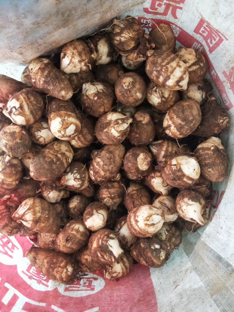 芋头，毛芊头，水芋头，8520等