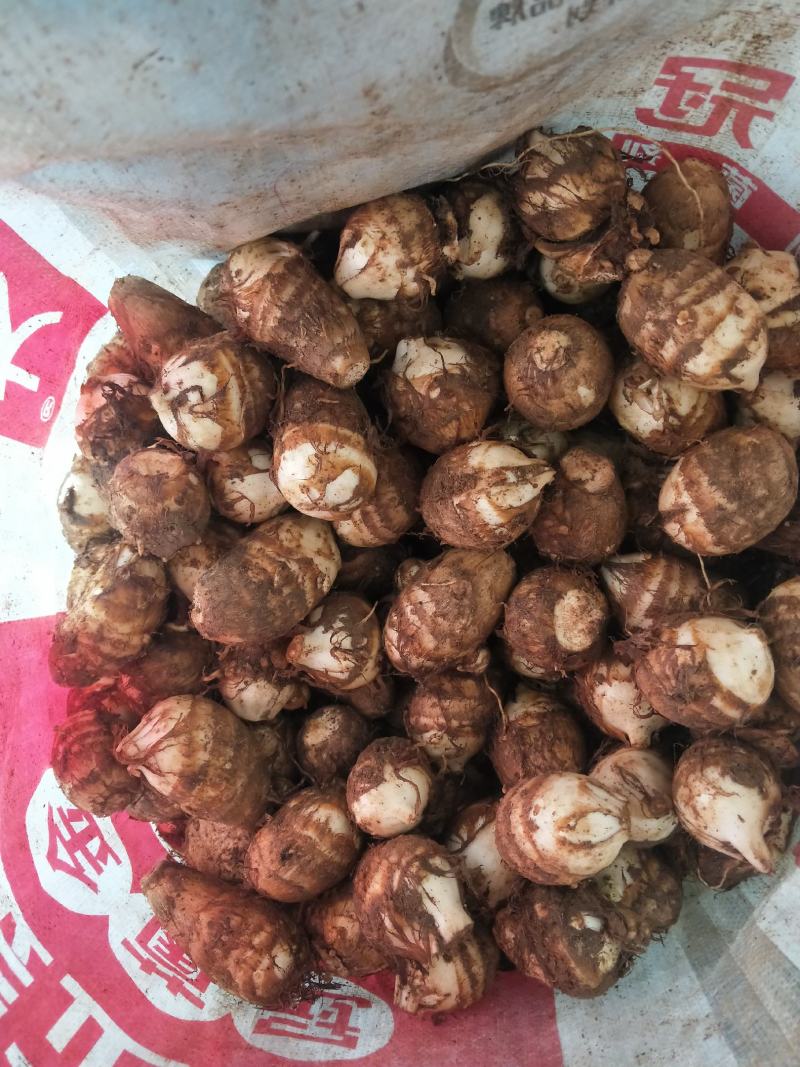 芋头，毛芊头，水芋头，8520等
