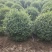 批发！水蜡球，水蜡苗1～3年苗，小叶女贞球