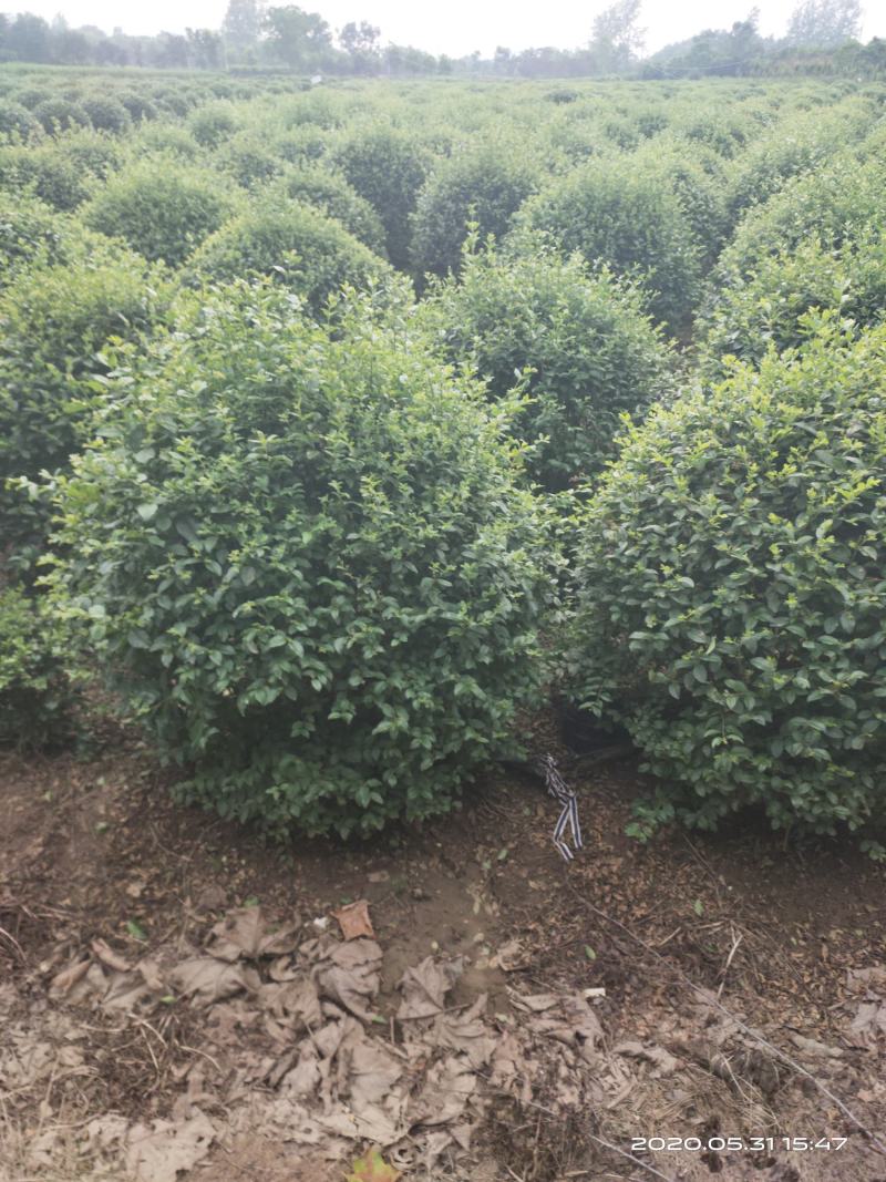 批发！水蜡球，水蜡苗1～3年苗，小叶女贞球