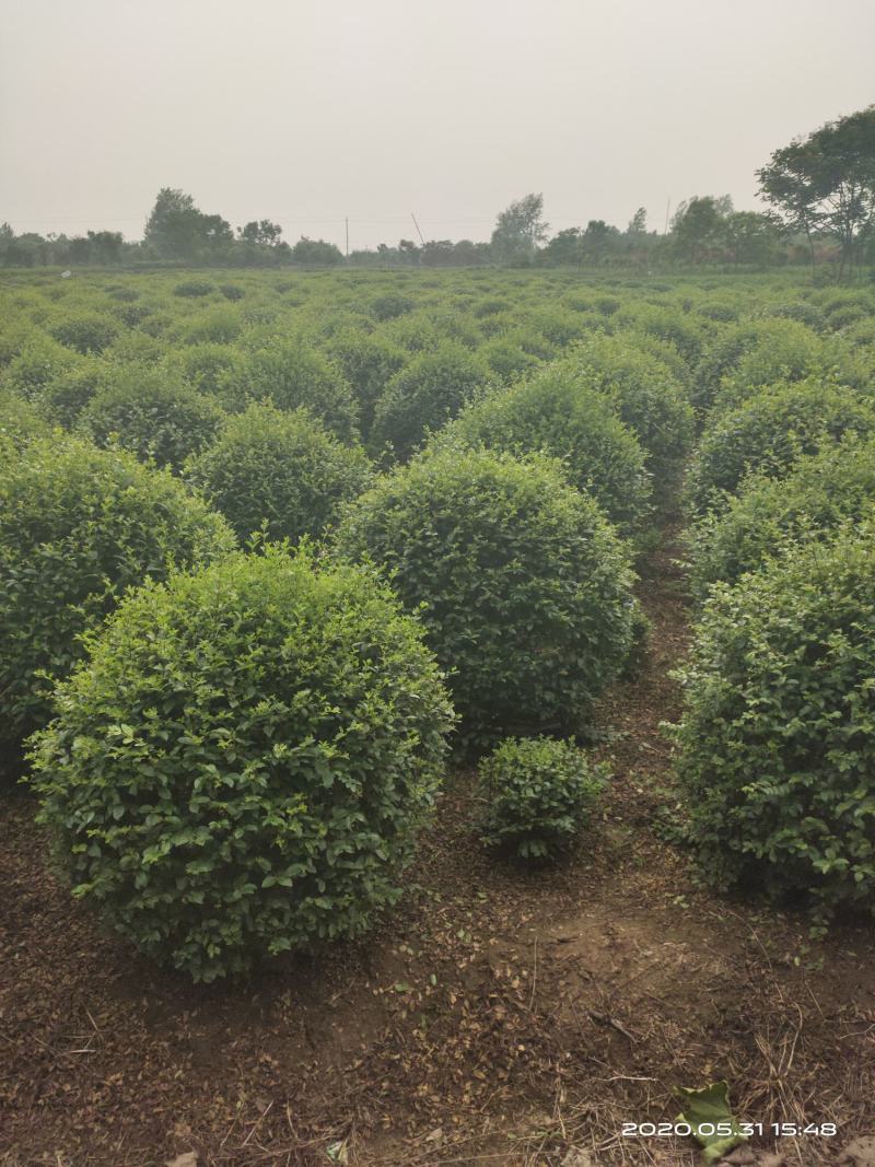 批发！水蜡球，水蜡苗1～3年苗，小叶女贞球
