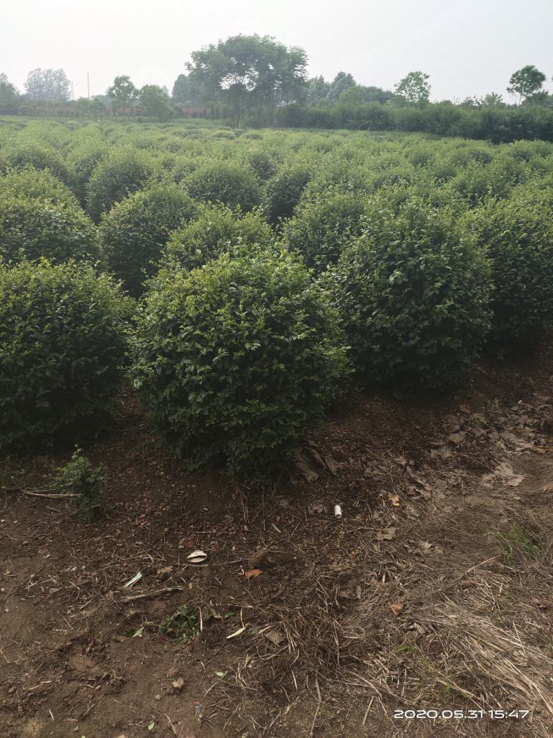 批发！水蜡球，水蜡苗1～3年苗，小叶女贞球