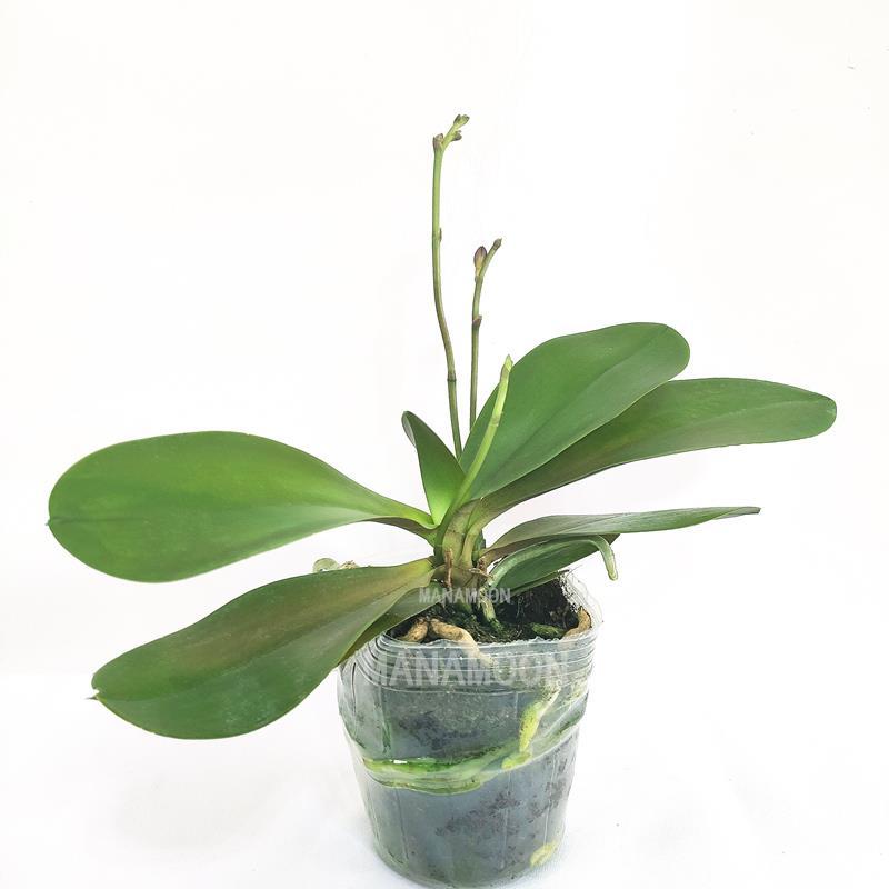 四季蝴蝶兰盆栽带花苞剑观花植物盆栽四季绿植室内植物花卉盆