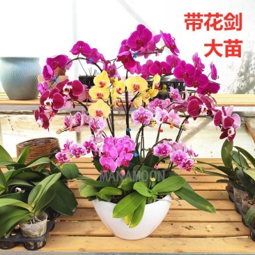 四季蝴蝶兰盆栽带花苞剑观花植物盆栽四季绿植室内植物花卉盆