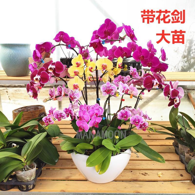四季蝴蝶兰盆栽带花苞剑观花植物盆栽四季绿植室内植物花卉盆
