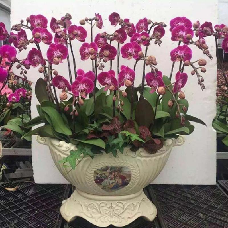 四季蝴蝶兰盆栽带花苞剑观花植物盆栽四季绿植室内植物花卉盆