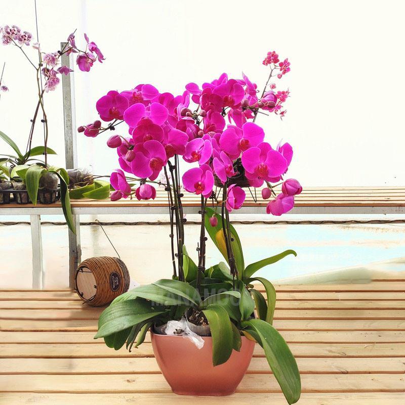 四季蝴蝶兰盆栽带花苞剑观花植物盆栽四季绿植室内植物花卉盆