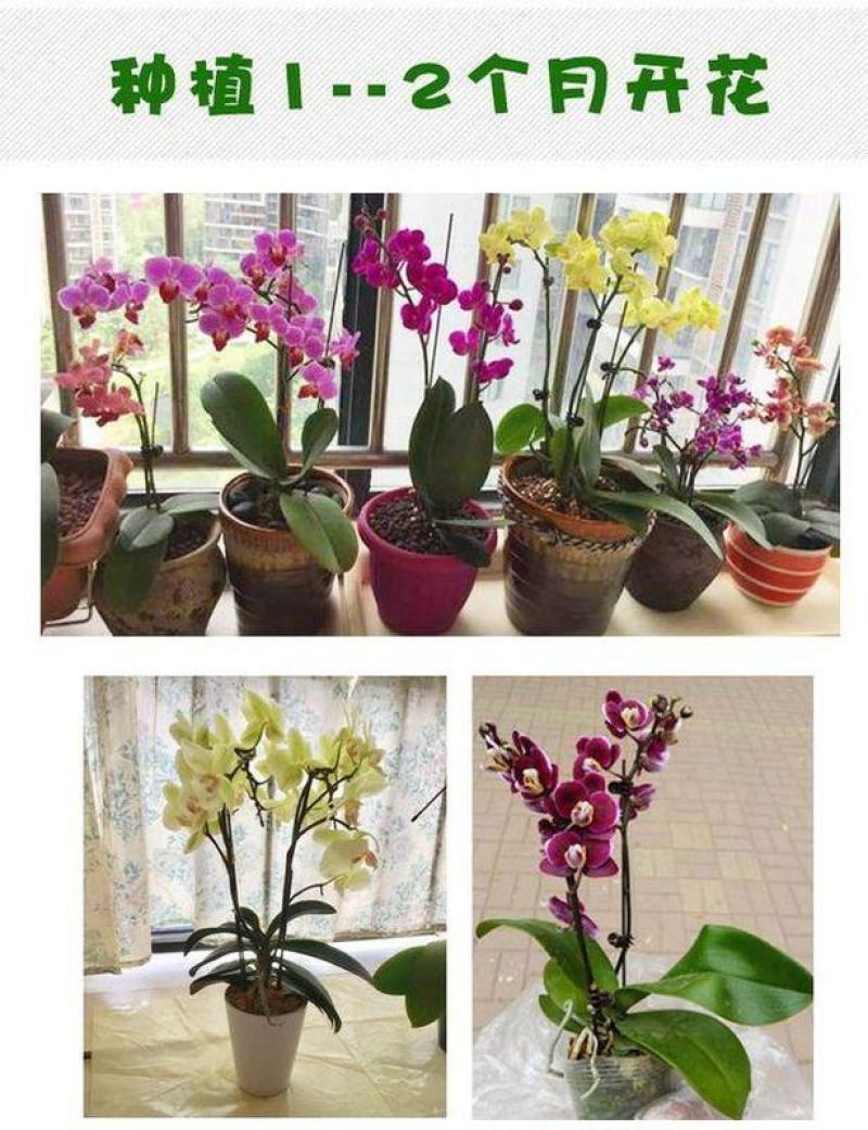 四季蝴蝶兰盆栽带花苞剑观花植物盆栽四季绿植室内植物花卉盆