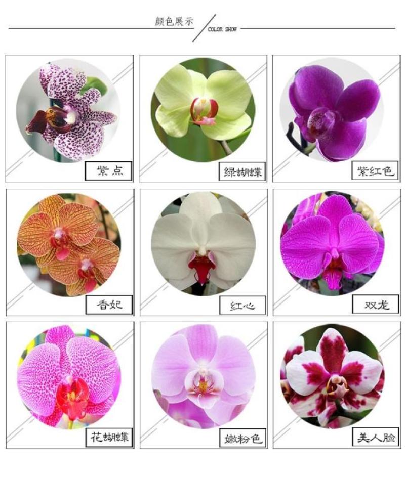 四季蝴蝶兰盆栽带花苞剑观花植物盆栽四季绿植室内植物花卉盆