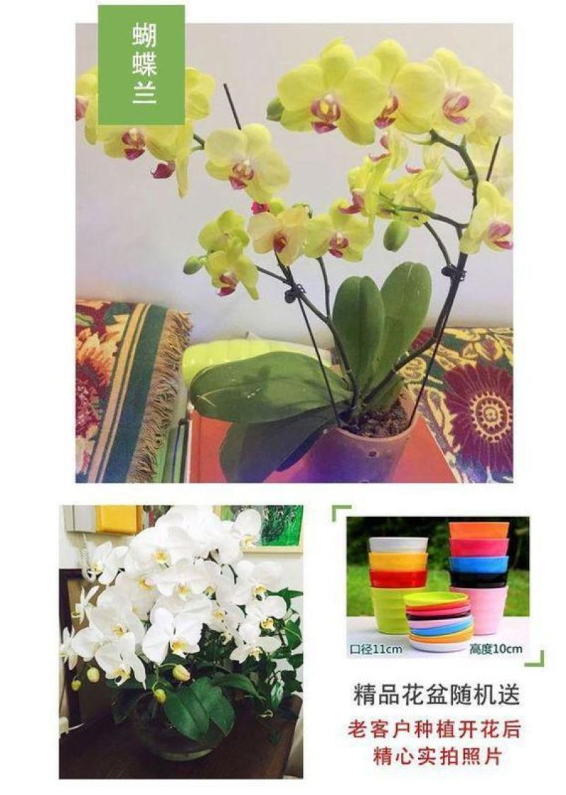 四季蝴蝶兰盆栽带花苞剑观花植物盆栽四季绿植室内植物花卉盆