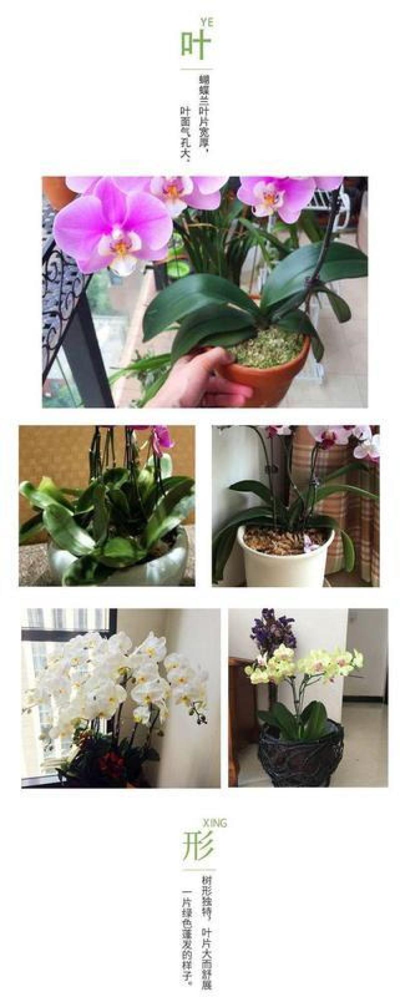 四季蝴蝶兰盆栽带花苞剑观花植物盆栽四季绿植室内植物花卉盆