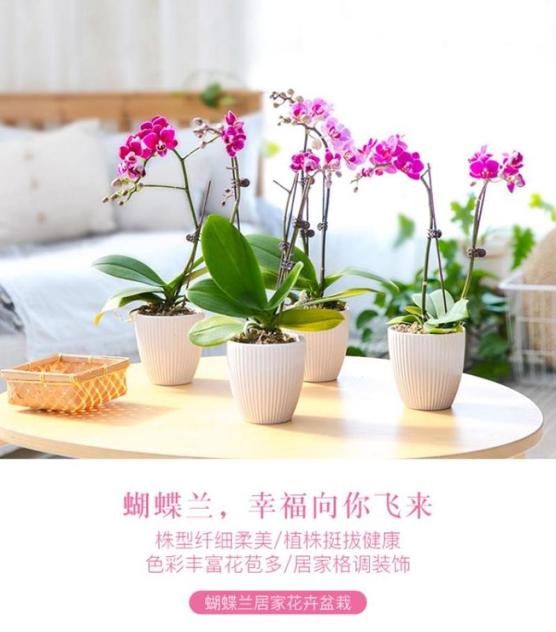 四季蝴蝶兰盆栽带花苞剑观花植物盆栽四季绿植室内植物花卉盆