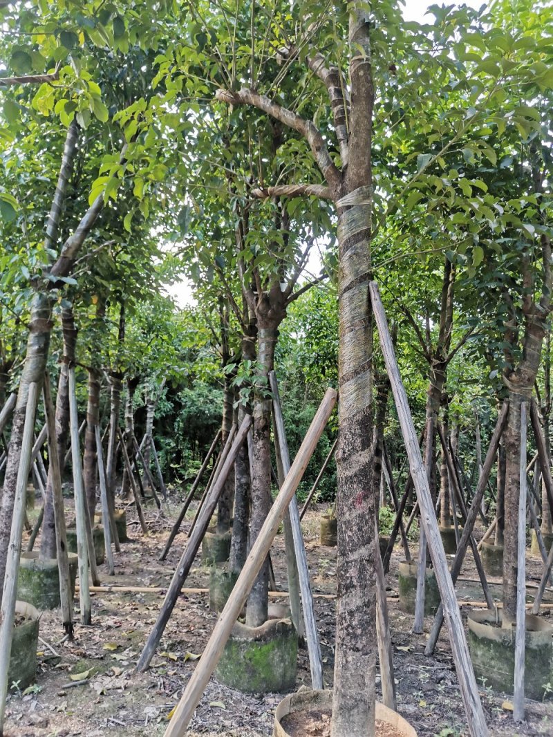 供应：15公分~20公分的（骨架-光杆）秋枫